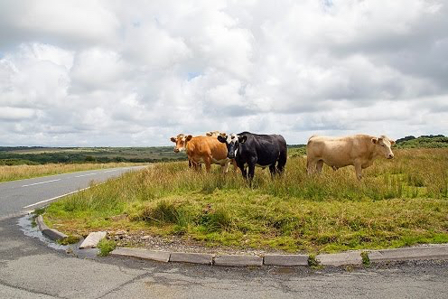 Cows on Selsley Common - image taken from scrum patterns website
